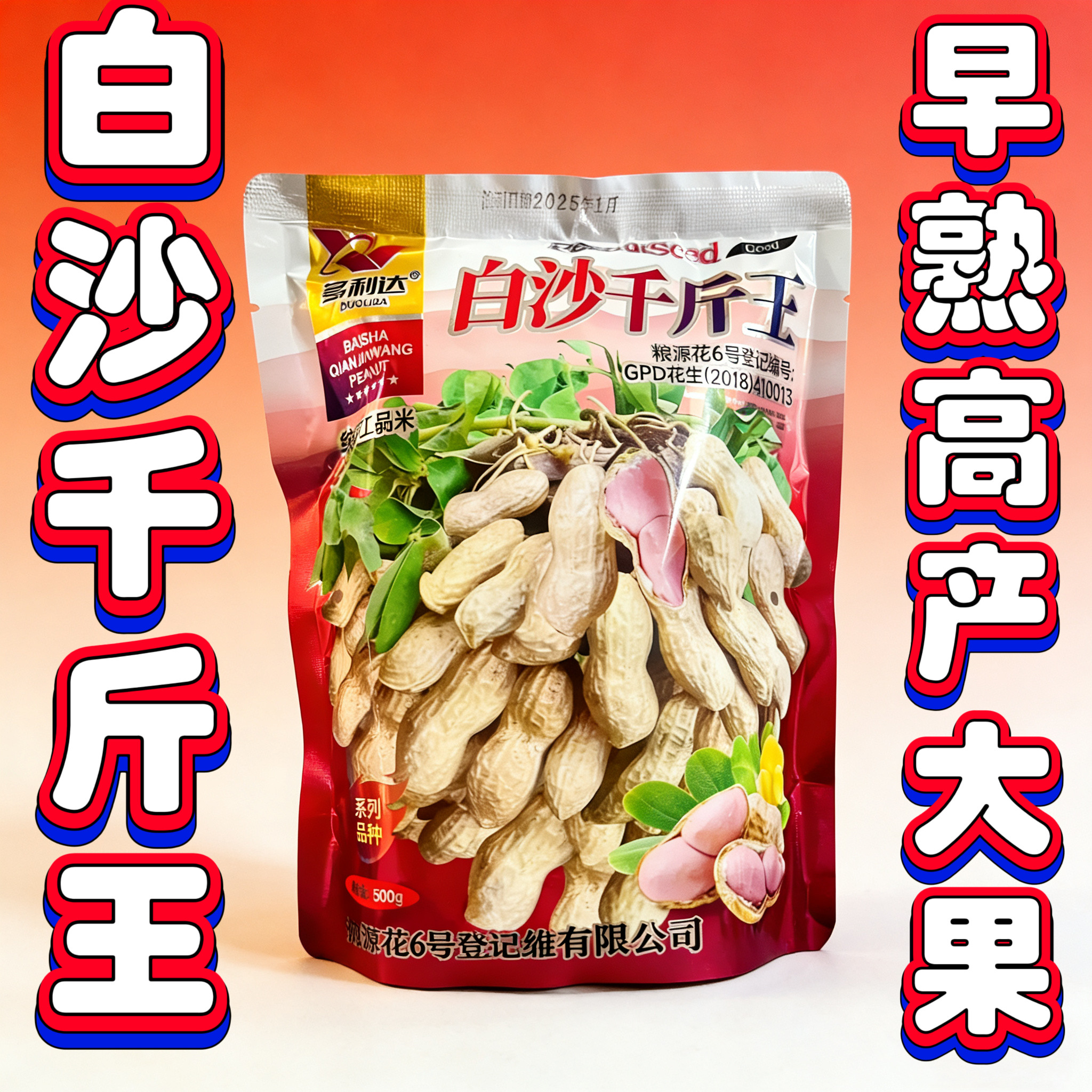 原装正品特大果白沙花生种子抗病抗倒伏白皮花生非转基因花生种子