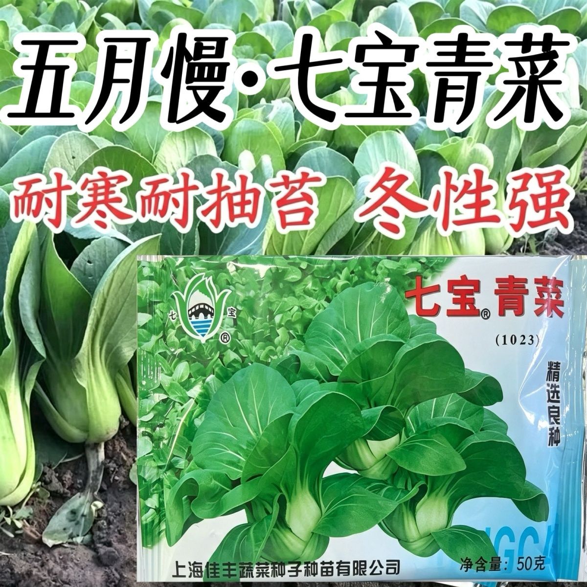 七宝青菜种子上海青七叶青菜种子耐寒耐抽苔小青菜种子耐热耐高温