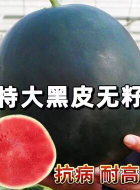 特大黑皮无籽西瓜种子超甜黑皮美人抗病抗旱耐运输黑皮无籽瓜种子
