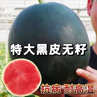 特大黑皮无籽西瓜种子超甜黑皮美人抗病抗旱耐运输黑皮无籽瓜种子