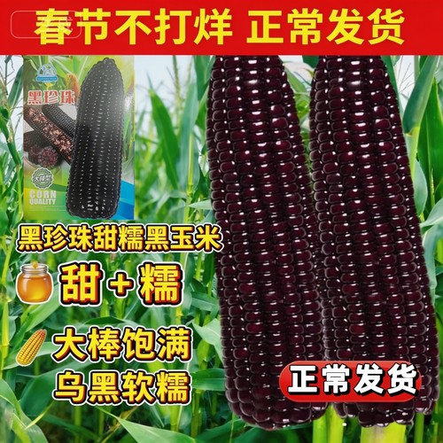 原装半斤黑甜糯玉米种子农科院新品种黑糯玉米非转基因黑玉米种子