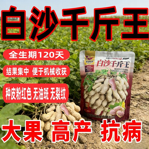 高产白沙花生种子大果千斤王高油花生种籽早熟矮杆抗病抗倒伏原装