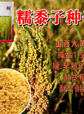 糯黍子种子大黄米种籽扫把笤帚糜子带壳糯米谷沁州黄软米粽子米孑