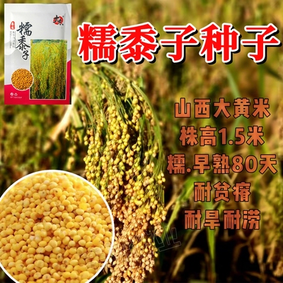 糯黍子种子大黄米种籽扫把笤帚糜子带壳糯米谷沁州黄软米粽子米孑