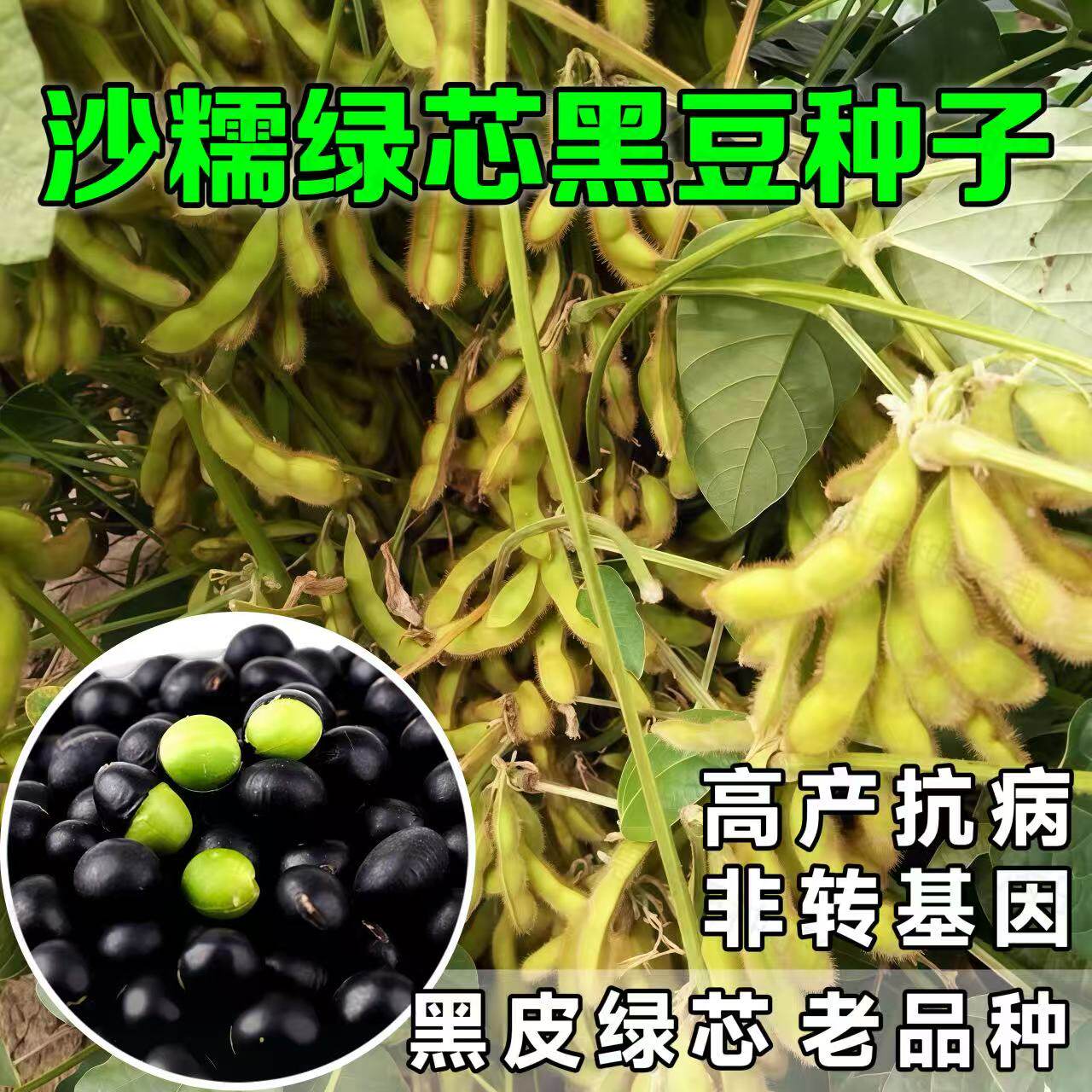沙糯绿芯黑豆种子早熟高产绿芯黑豆种籽鲜食毛豆种子非转基因原装