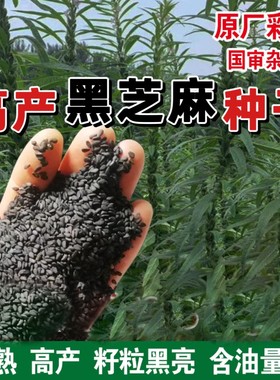 纯黑芝麻种子高产抗病榨油黑芝麻早熟黑芝麻新品种耐旱抗涝芝麻籽