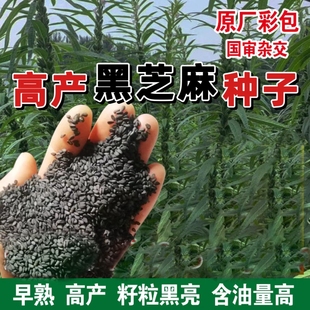 纯黑芝麻种子高产抗病榨油黑芝麻早熟黑芝麻新品种耐旱抗涝芝麻籽