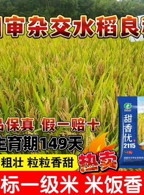 甜香优2115水稻种子 正品 米饭特香浓香型长粒香米国审一级香稻种