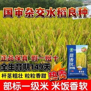 甜香优2115水稻种子 米饭特香浓香型长粒香米国审一级香稻种 正品
