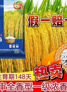 甜香优2115高产杂交水稻种子优质国审长粒香米浓香型一级香稻种孑