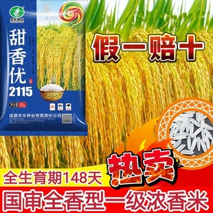 甜香优2115高产杂交水稻种子优质国审长粒香米浓香型一级香稻种孑