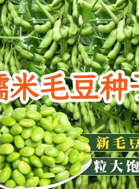 糯米毛豆种子矮杆大荚菜毛豆早熟毛豆高产青豆种子原装蔬菜种子