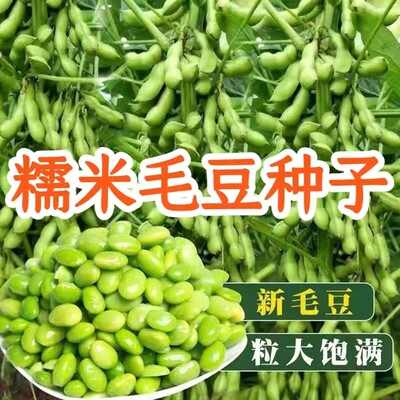 糯米毛豆种子矮杆大荚菜毛豆早熟毛豆高产青豆种子原装蔬菜种子