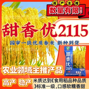 亩产千斤长粒香米杂交水稻种子高产甜香优2115国审一级香稻种子