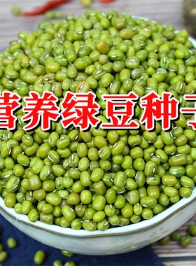 绿豆种子大粒高产绿豆种子绿豆粥专用早熟绿豆王原装农家自种绿豆