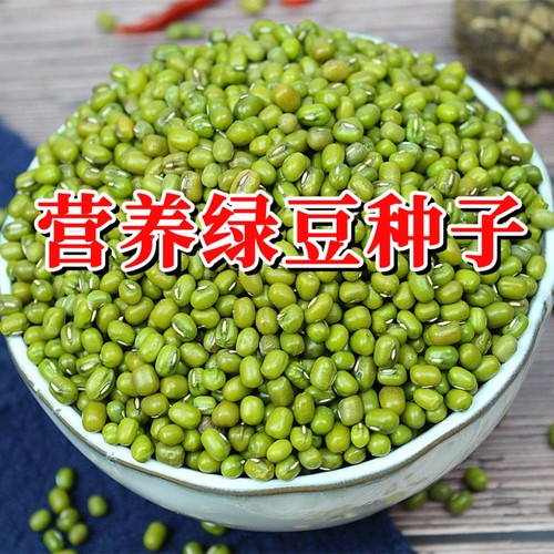 绿豆种子大粒高产绿豆种子绿豆粥专用早熟绿豆王原装农家自种绿豆