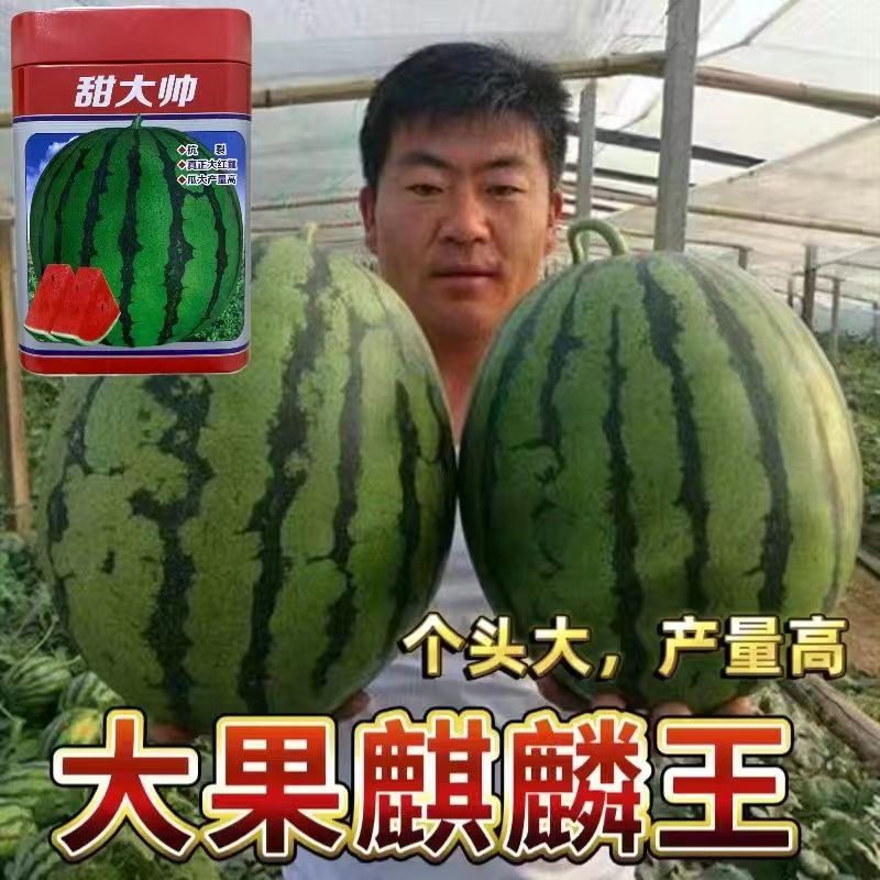 罐装甜大帅超甜西瓜种子高产西瓜种籽大果美麒麟西瓜种子皮薄抗裂