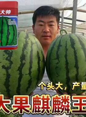 罐装甜大帅超甜西瓜种子高产西瓜种籽大果美麒麟西瓜种子皮薄抗裂