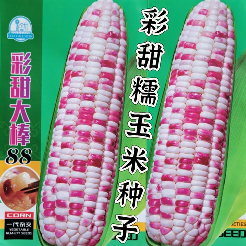 半斤装超甜彩糯玉米种子矮杆玉米种子四季高产甜糯玉米耐热耐高温