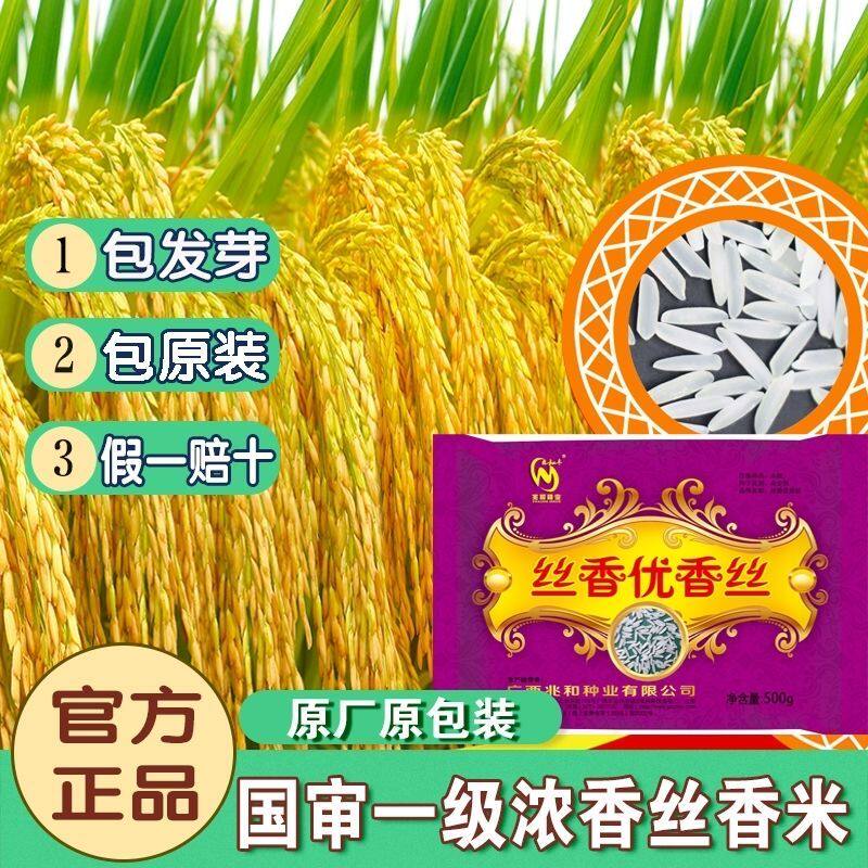 浓香型长粒香米种子 丝香优香丝 国标一级米香稻抗病耐寒早稻晚稻