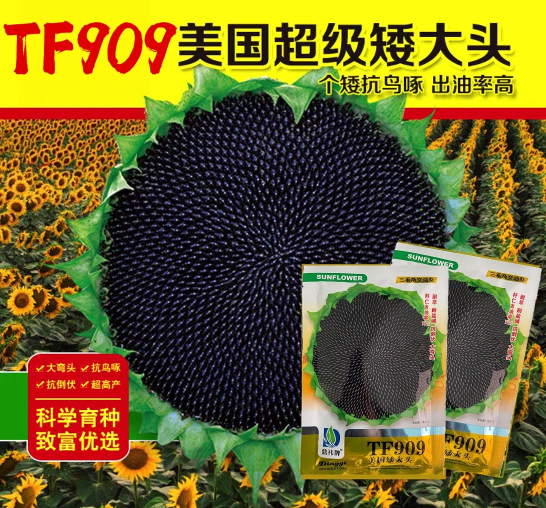 TF909美国超级矮大头油葵种子矮杆高产油葵种籽三系杂交葵花籽