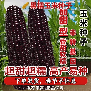 黑甜糯玉米种子高产超甜黑糯玉米种籽非转基因四季高产黑玉米种子