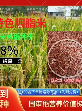贵州 红米 种子特色水稻种子胭脂米长粒籼型稻种高产优质高档米种