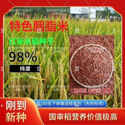 贵州 红米 种子特色水稻种子胭脂米长粒籼型稻种高产优质高档米种