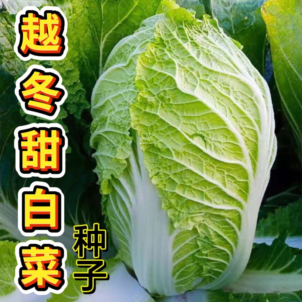改良青杂三号大白菜种子山东白菜籽冬季甜白菜抗病高产蔬菜种子