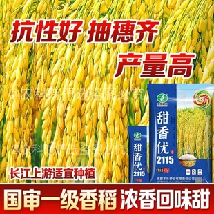 国标一级香稻种子国审原装 甜香优2115优秀杂交水稻种米质一级 正品