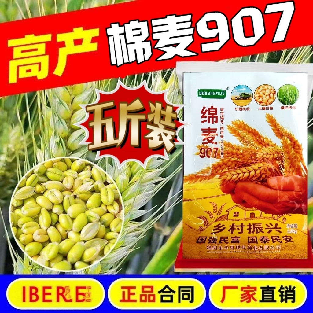 四川棉麦907 高产抗倒小麦种子黄金小麦种子原装正品秋冬粮食种子