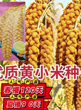 优质黄小米种子 晋谷21 粘香谷子小米种子鸟不叼高产抗病黄米种子