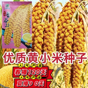 优质黄小米种子 晋谷21 粘香谷子小米种子鸟不叼高产抗病黄米种子