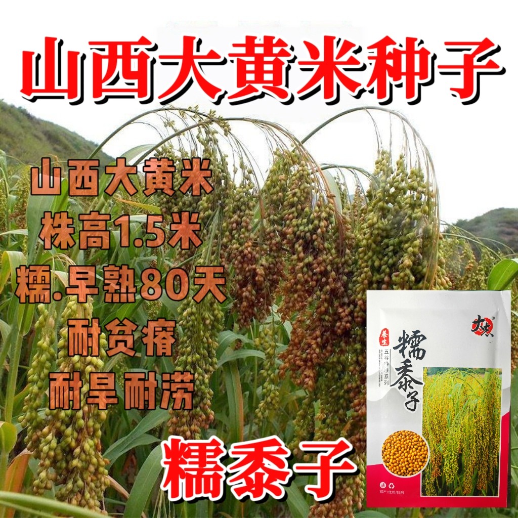 山西大黄米种子糯黍子黄米种籽高产抗病耐旱耐涝五谷杂粮种子原装