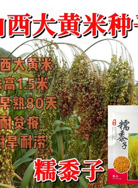 山西大黄米种子糯黍子黄米种籽高产抗病耐旱耐涝五谷杂粮种子原装