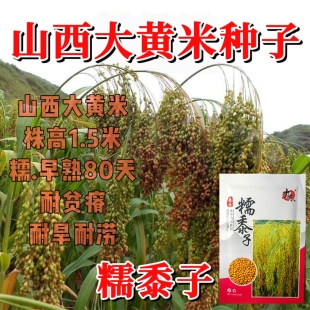 山西大黄米种子糯黍子黄米种籽高产抗病耐旱耐涝五谷杂粮种子原装