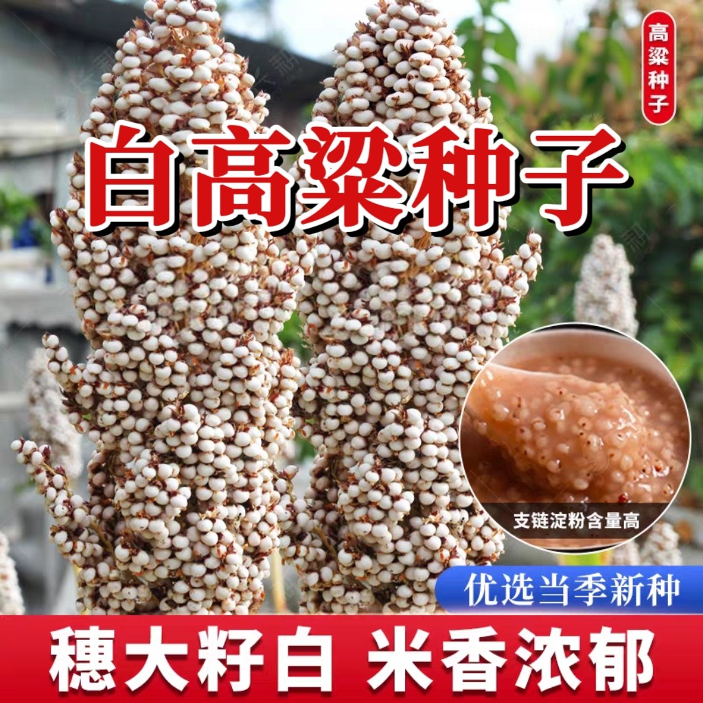 白高粱种子高粱米粘糯高粱种籽五谷杂粮彩樱子抗旱高产白高粱种子