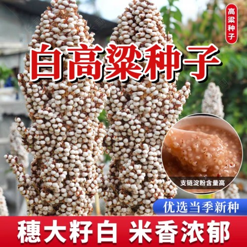 白高粱种子高粱米粘糯高粱种籽五谷杂粮彩樱子抗旱高产白高粱种子