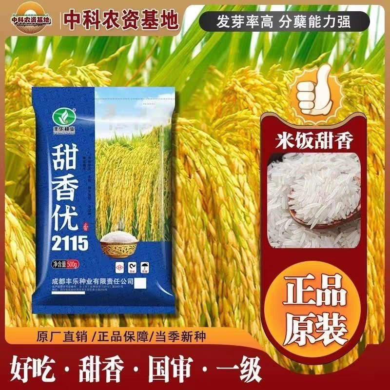 国审甜香优2115水稻种子 再生稻 高产杂交水稻 饭香 一级长粒香米