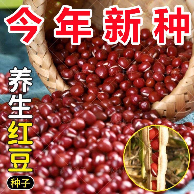 早熟红小豆种子养生红豆矮杆高产抗病东北红小豆种子原装蔬菜种子