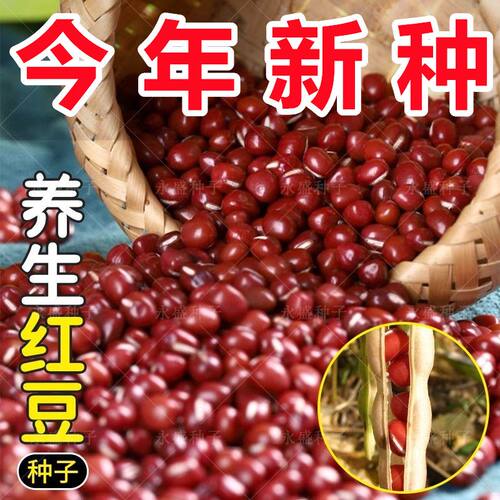 早熟红小豆种子养生红豆矮杆高产抗病东北红小豆种子原装蔬菜种子