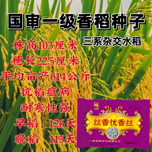 早稻 晚稻种子 高产稻谷种抗病抗倒耐寒三系杂交水稻种原装国审稻