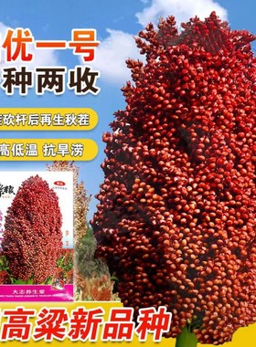 糯优一号酿酒红高粱种子春季高产五谷杂粮种子矮杆抗病酿酒高粱种