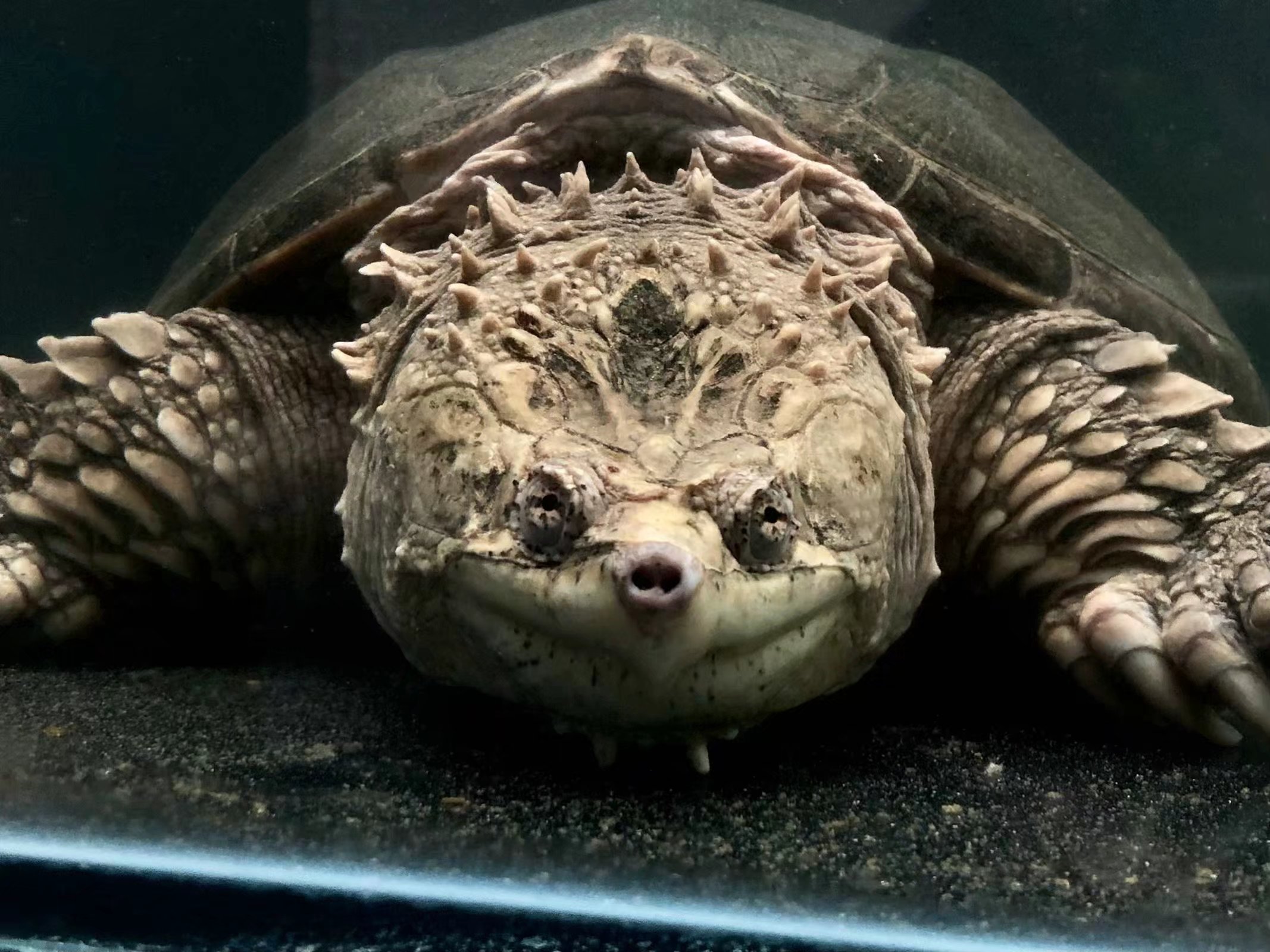 佛罗里达原种公【白龙】鳄龟活物爆刺王佛鳄龟大头蛤蟆脸小鳄龟苗