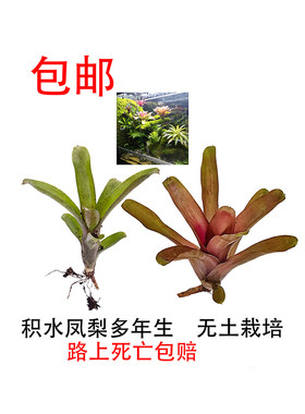 积水凤梨景观美观容易养殖