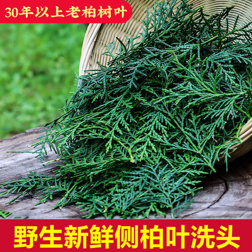 野生侧柏叶新鲜现采晒干
