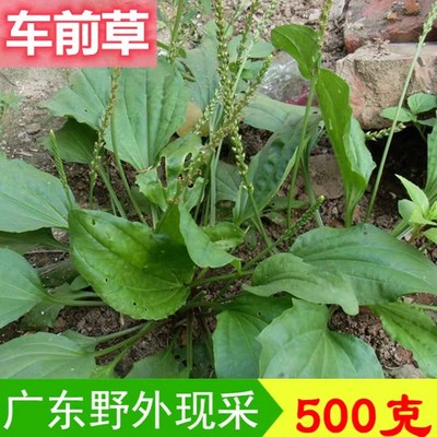 新鲜车前草500克中药材