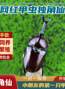 独角仙甲虫宠物成虫幼虫姬兜爬虫巨型超大个体兜虫花金龟活体锹甲