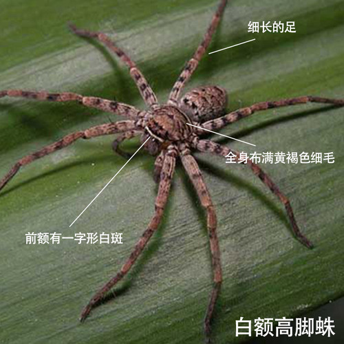 白额高脚蛛蜘蛛吃蟑螂吃小强蚊子