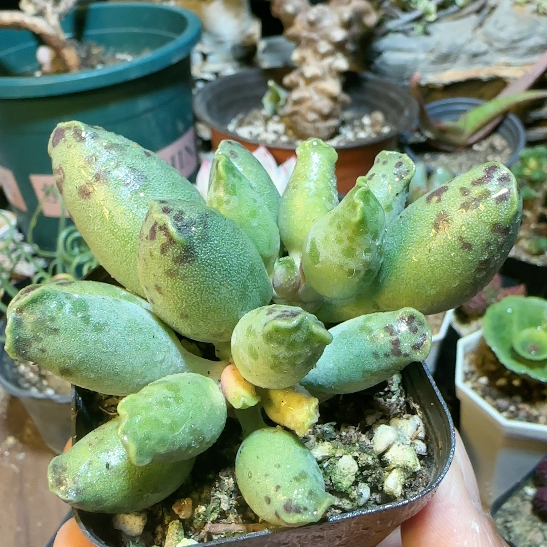 大胖子海豹,鲜花速递/花卉仿真/绿植园艺,多肉植物,淘宝优惠券,粉丝福利购,淘宝优惠卷